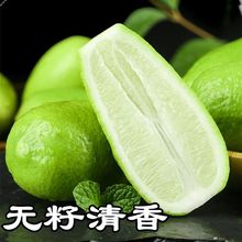 海南香水柠檬无籽青柠檬当季新鲜水果奶茶店专用1斤/10斤整箱批发