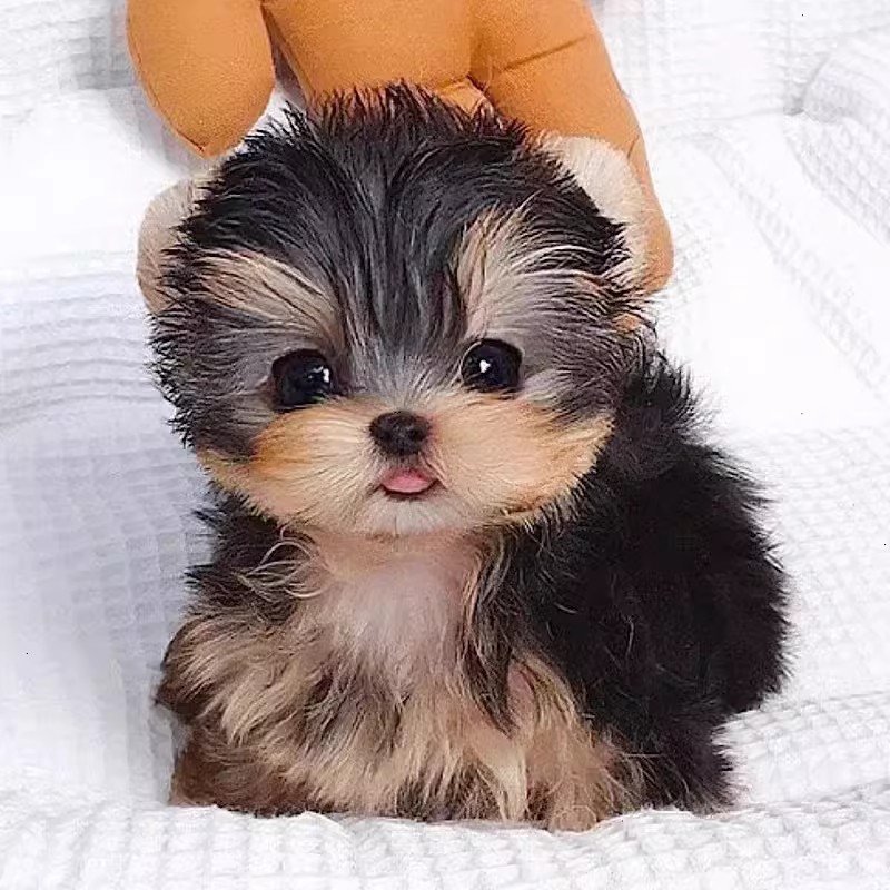 约克夏幼犬纯种活体约克夏犬幼崽金头银背金色茶杯体约克夏宠物狗