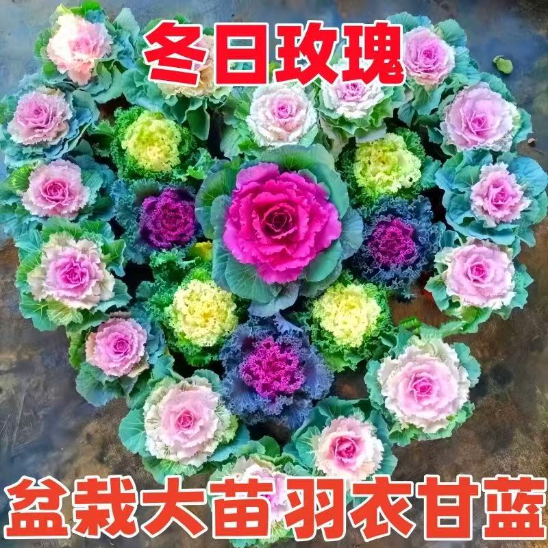 羽衣甘蓝盆栽多年生冬季耐寒花卉玫瑰甘蓝紫甘蓝杯苗种植基地