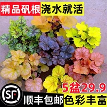 矾根盆栽花卉植物室内好养的花苗四季常青观叶庭院耐寒花园易成活