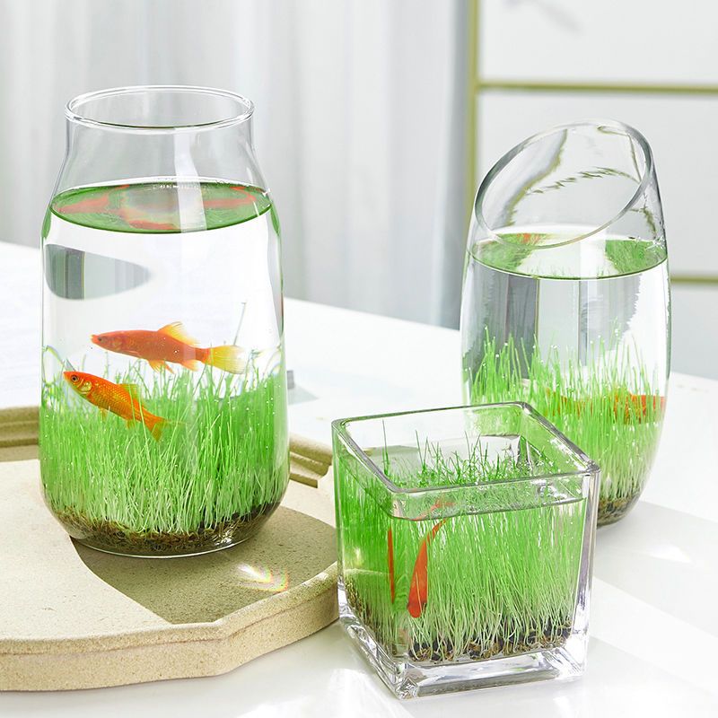 居家生态小鱼缸玻璃花瓶透明水培植物盆栽水四季微景观