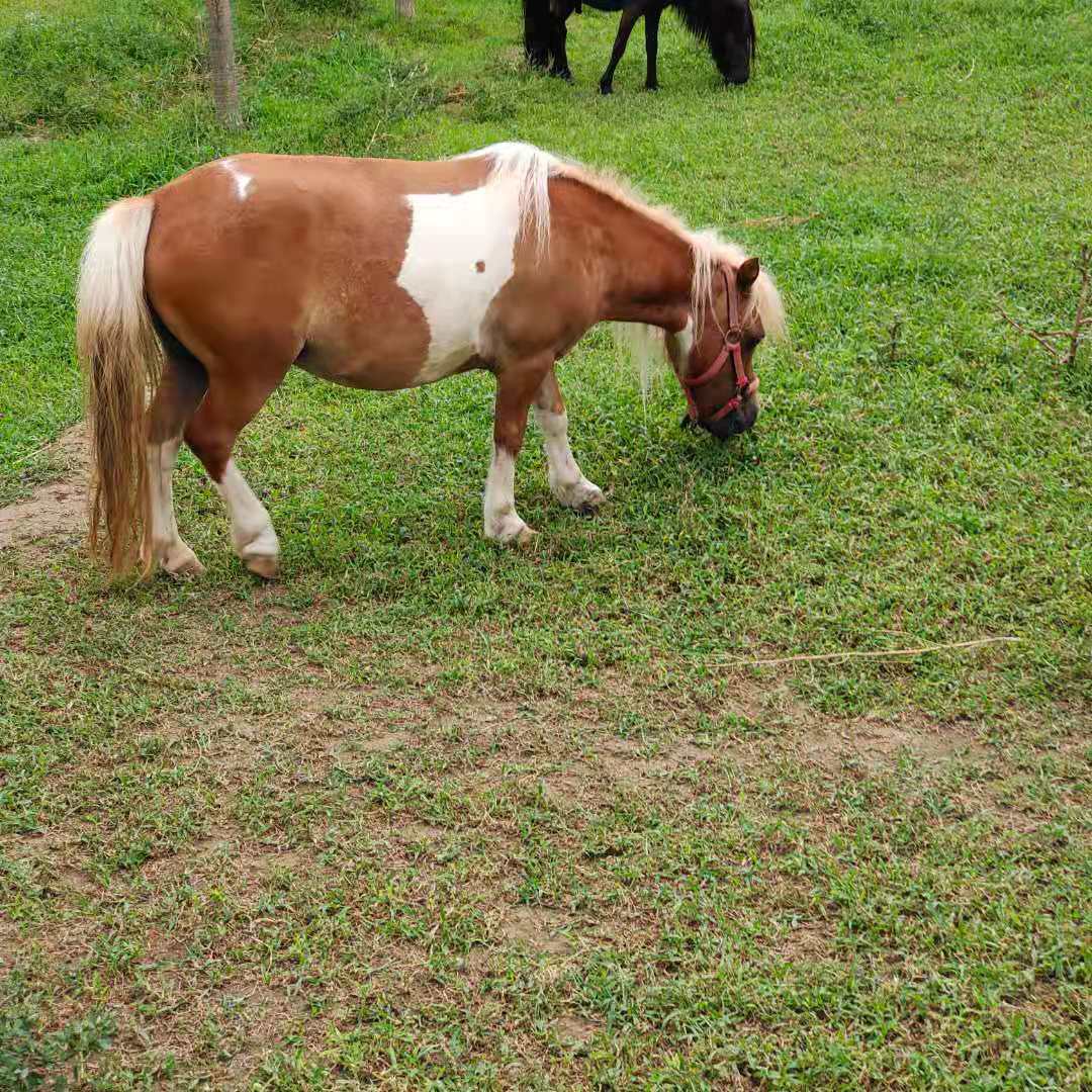 大量售乘骑马 旅游马 牧马 跑马 庄园用马 蒙古马 伊犁马价格
