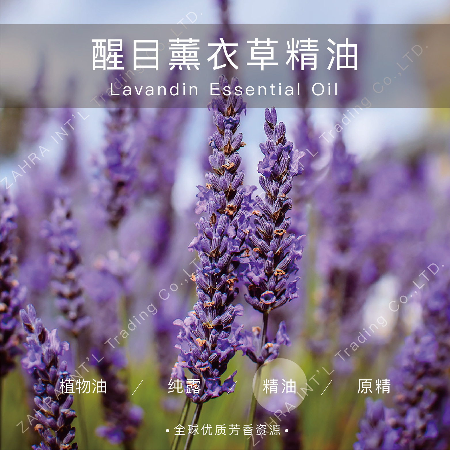 希腊进口醒目薰衣草单方精油批发