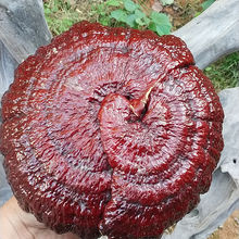 海南琼中野生灵芝王 小灵芝红灵芝 精品货500g 一手良心价_阿里巴巴找