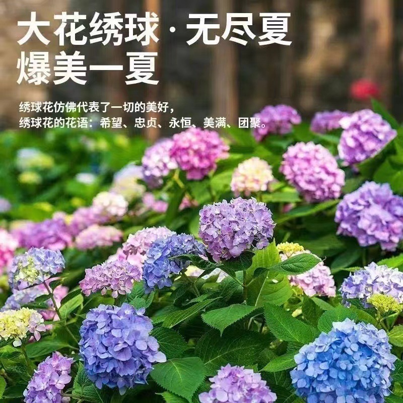 木绣球绣球花苗植物无尽夏好养的花四季盆栽室内客厅阳台花园庭院