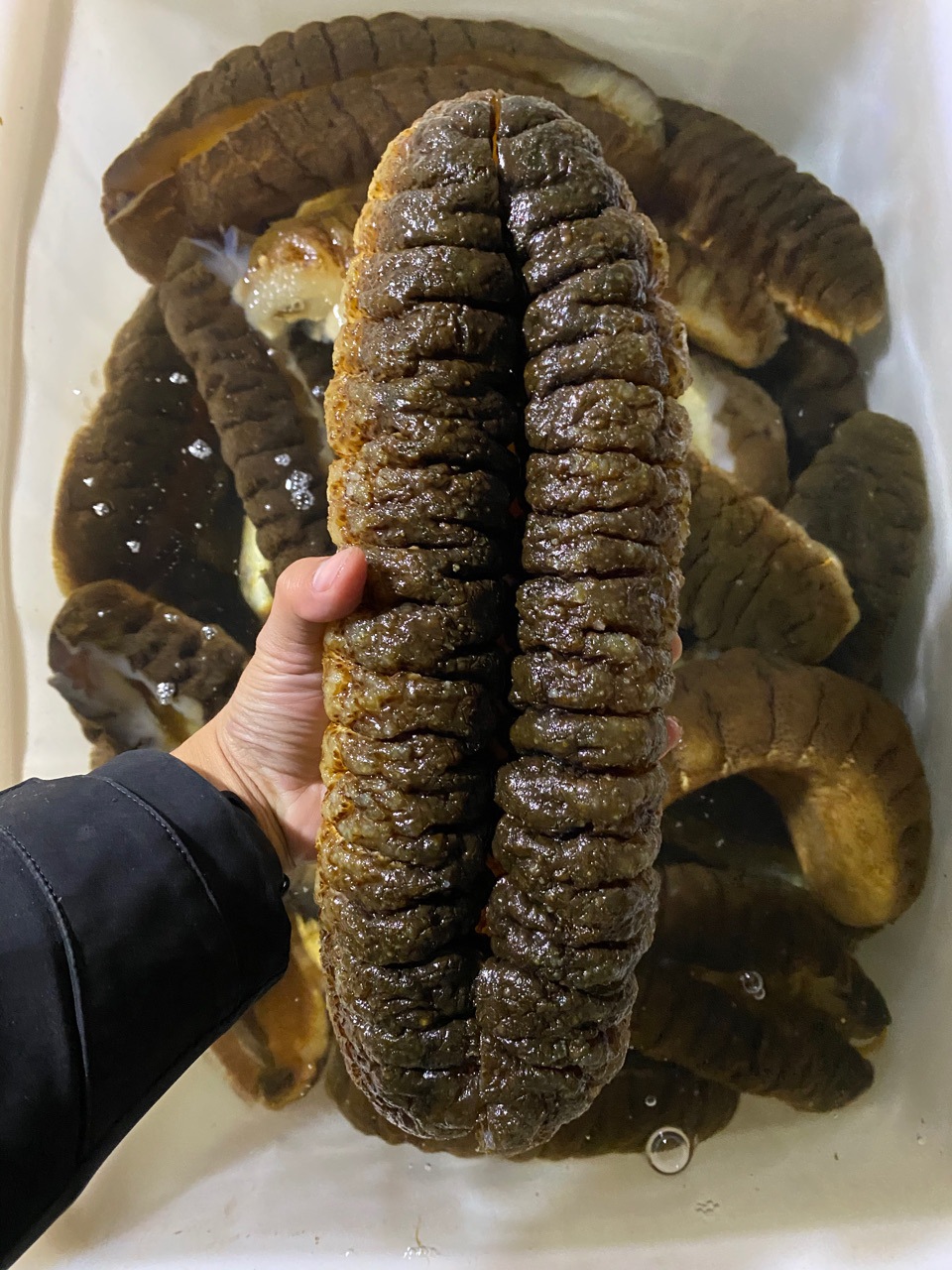 象牙参大乌参水发海参即食海参2斤大海参