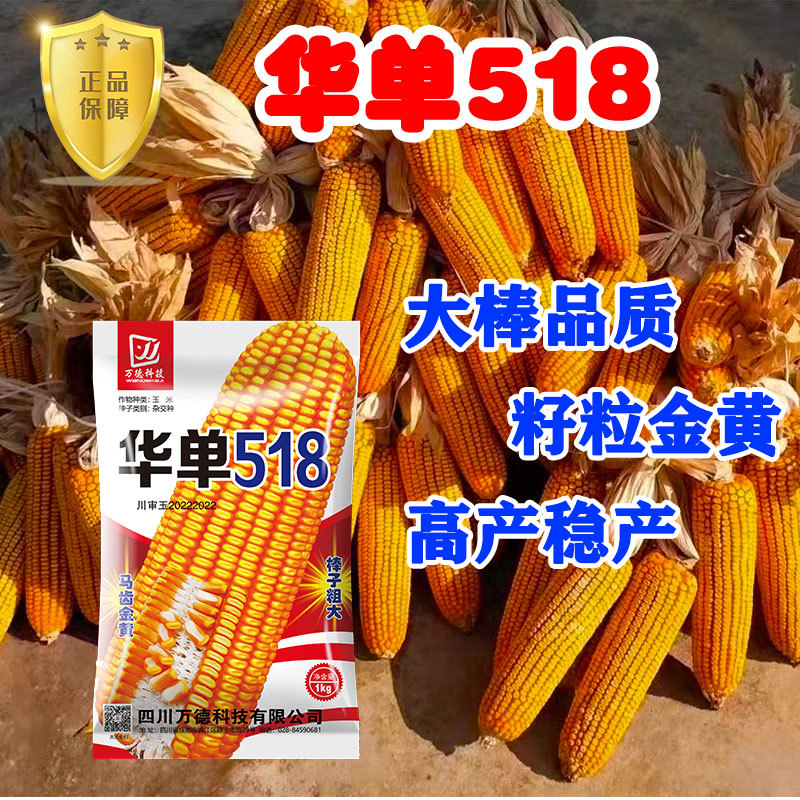 华单518 “高产大棒玉米  ” 新品玉米种子