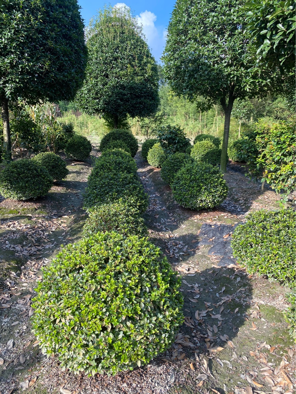 成都春鹃球批发,小叶春鹃庭院植物-阿里巴巴
