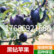 高原黑钻苹果苗西藏嫁接黑色苹果树苗当年结果可盆栽矮化水果树苗