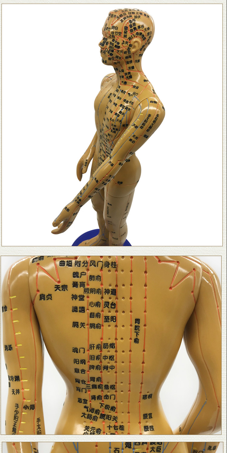 针灸人体穴位模型全身经络小皮人铜人可扎针教学中医用假人模特图