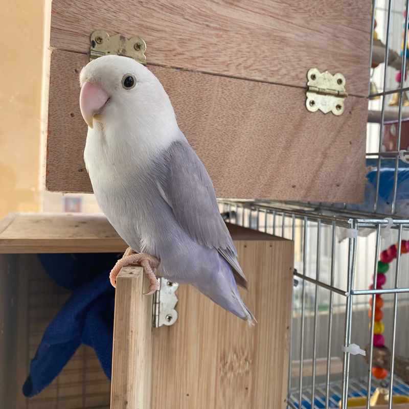 手养紫伊莎黄桃绿桃紫罗兰牡丹鹦鹉雏鸟宠物喂养小鸟幼鸟活体亲人