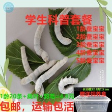 1-5龄蚕宝宝学生养蚕套装巨型5龄送新鲜桑叶白色家蚕爬虫宠物跨境