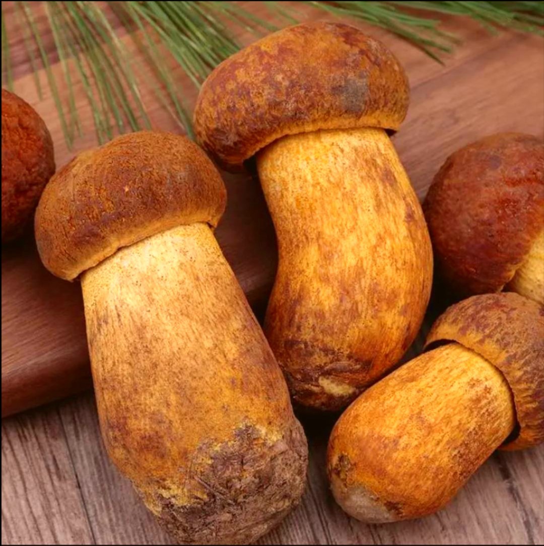 【臻尚珍】云南新鲜黄牛肝菌 黄赖头菌精品 新鲜野生菌新鲜黄牛肝