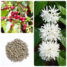 批发咖啡种子咖啡豆种子咖啡树种子四季播种小粒咖啡豆种籽
