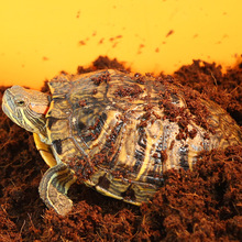 水龟乌龟冬眠用土椰土 多肉用土 爬虫用品蜘蛛蜥蜴守宫垫材椰砖