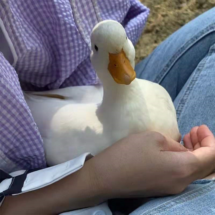 温顺活体柯尔鸭养殖柯尔鸭蛋孵化供应景区观赏网红柯尔鸭小白鸭