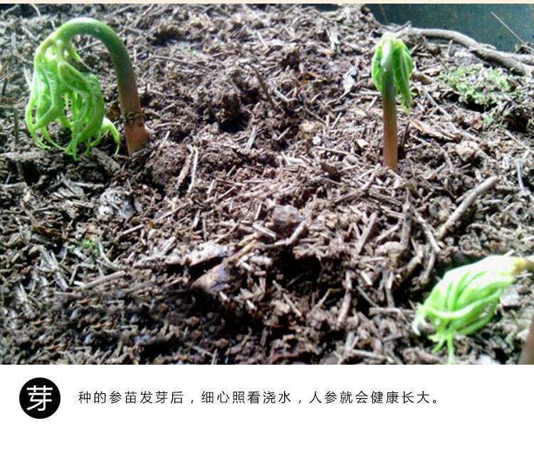 人参种子 催芽 东北长白山人参种野山参种子催芽包邮人参苗炸口一