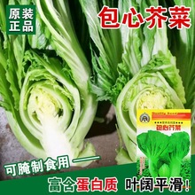 高产春季奶油包心芥菜种子青菜种籽脆嫩营养高钙菜四季蔬菜种孑