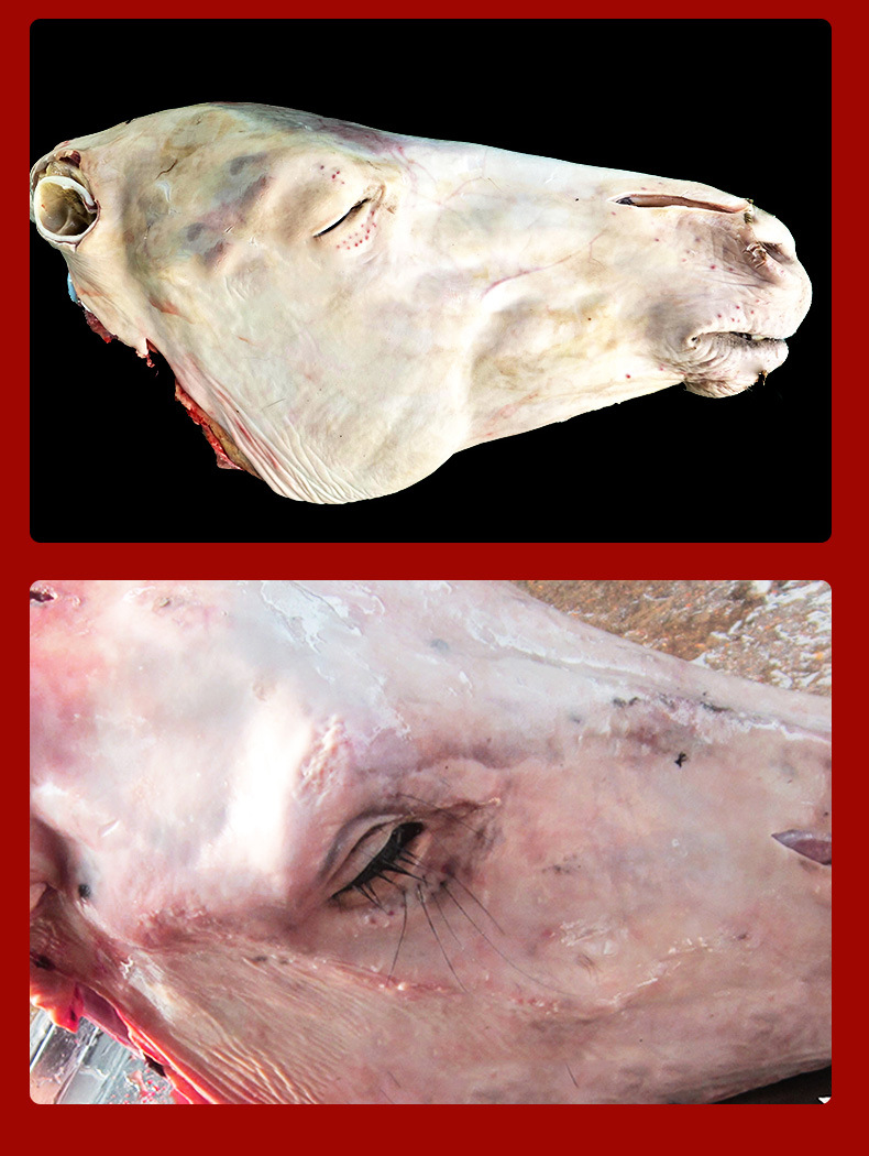 徽腾飞 新鲜整只生驴头带皮 驴脸肉 全驴宴 现宰批发多种驴副批发