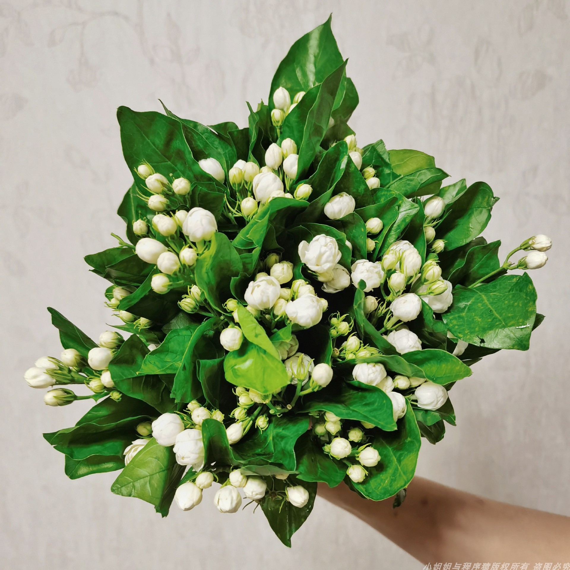 茉莉花鲜花云南昆明斗南日式客厅绿植盆栽花束水培花卉植物室内花