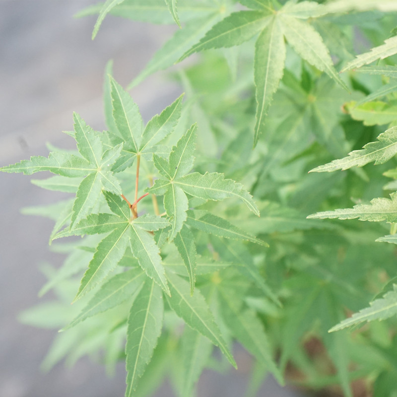 枫树 红 茜空 彩叶红枫 黄金枫 庭院树盆栽丛生大苗 鸡爪槭主树