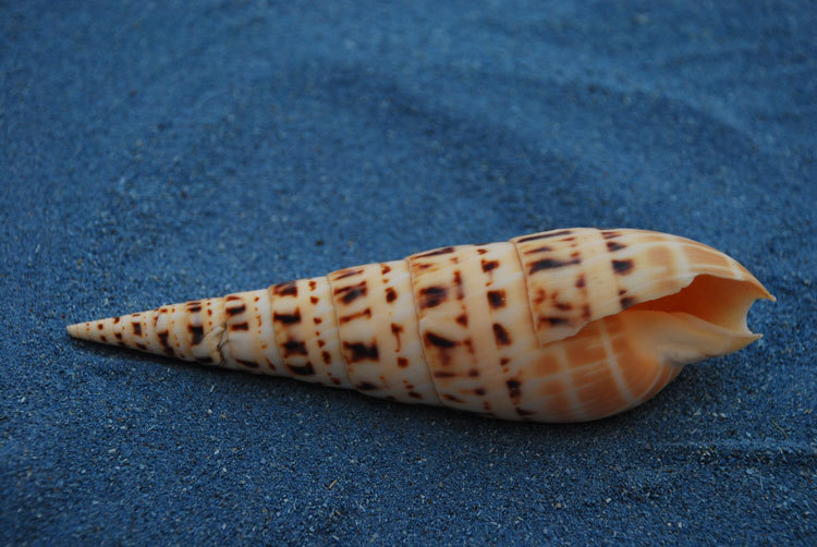 然海螺贝壳 精美大笋螺 家居摆件 鱼缸装饰 地台造景 贴墙