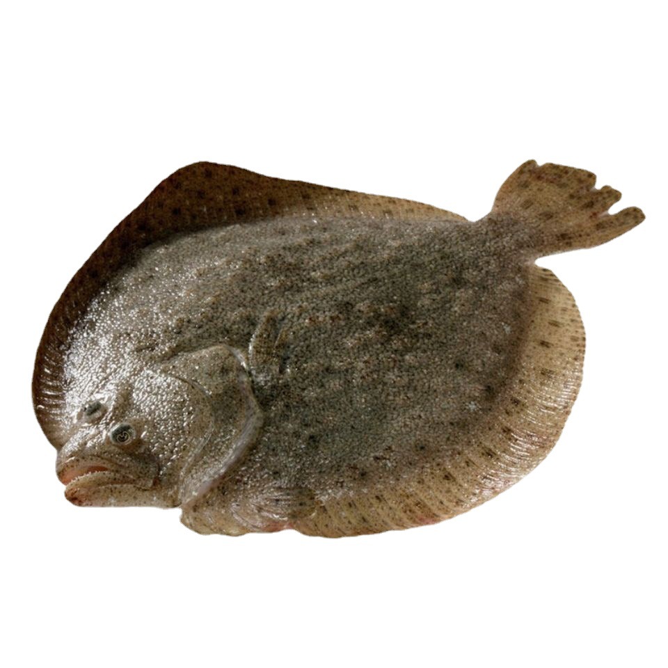 5条顺丰包邮野生活冻海鲜水产新鲜多宝鱼大菱鲆比目鱼冷冻多宝鱼