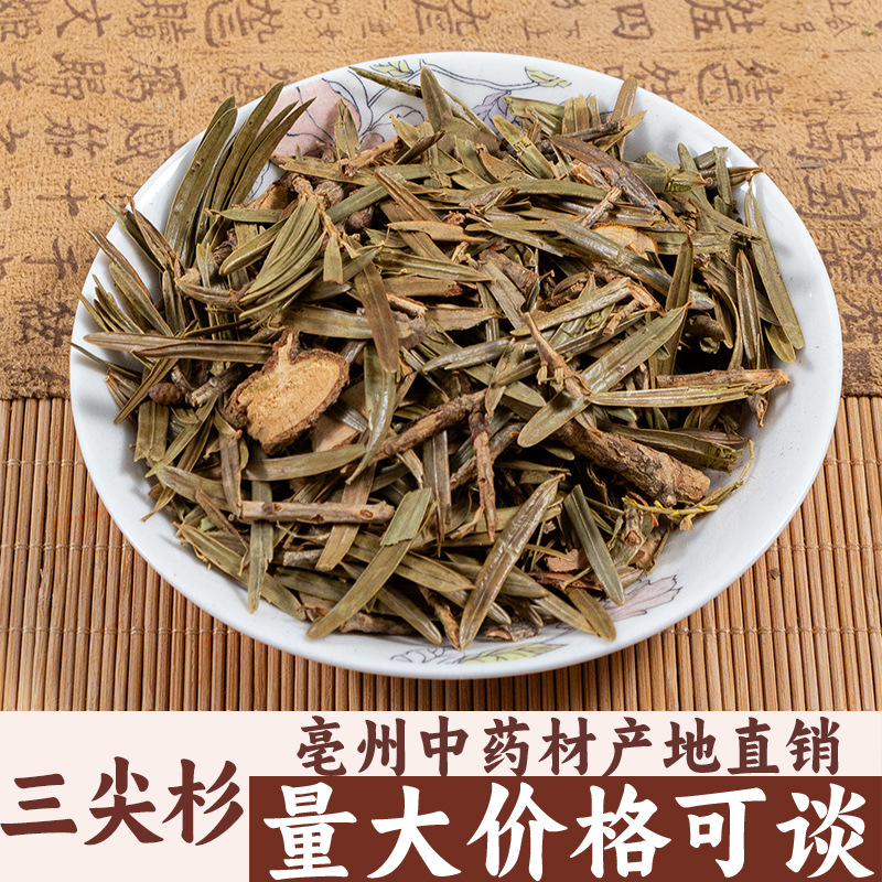 三尖杉 天然藏杉 狗尾松 三尖松 亳州中药材批发中草药药食同源