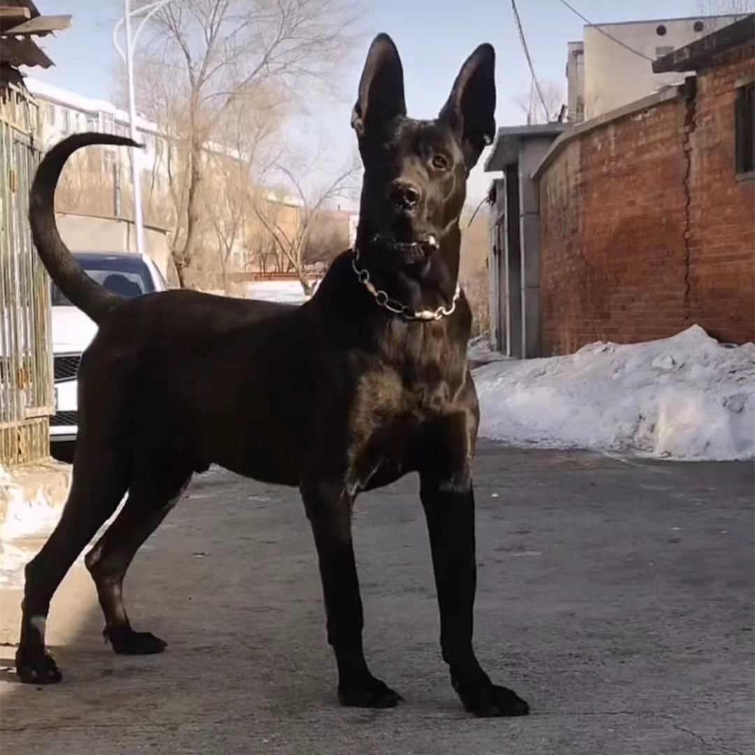 中华黑狼犬活 体幼犬墨界黑狼犬家养看家护院看场地全身短毛通黑