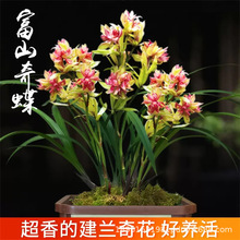 兰花素心盆栽富山奇蝶四季室内建兰阳台花卉绿植盆栽兰草兰花苗