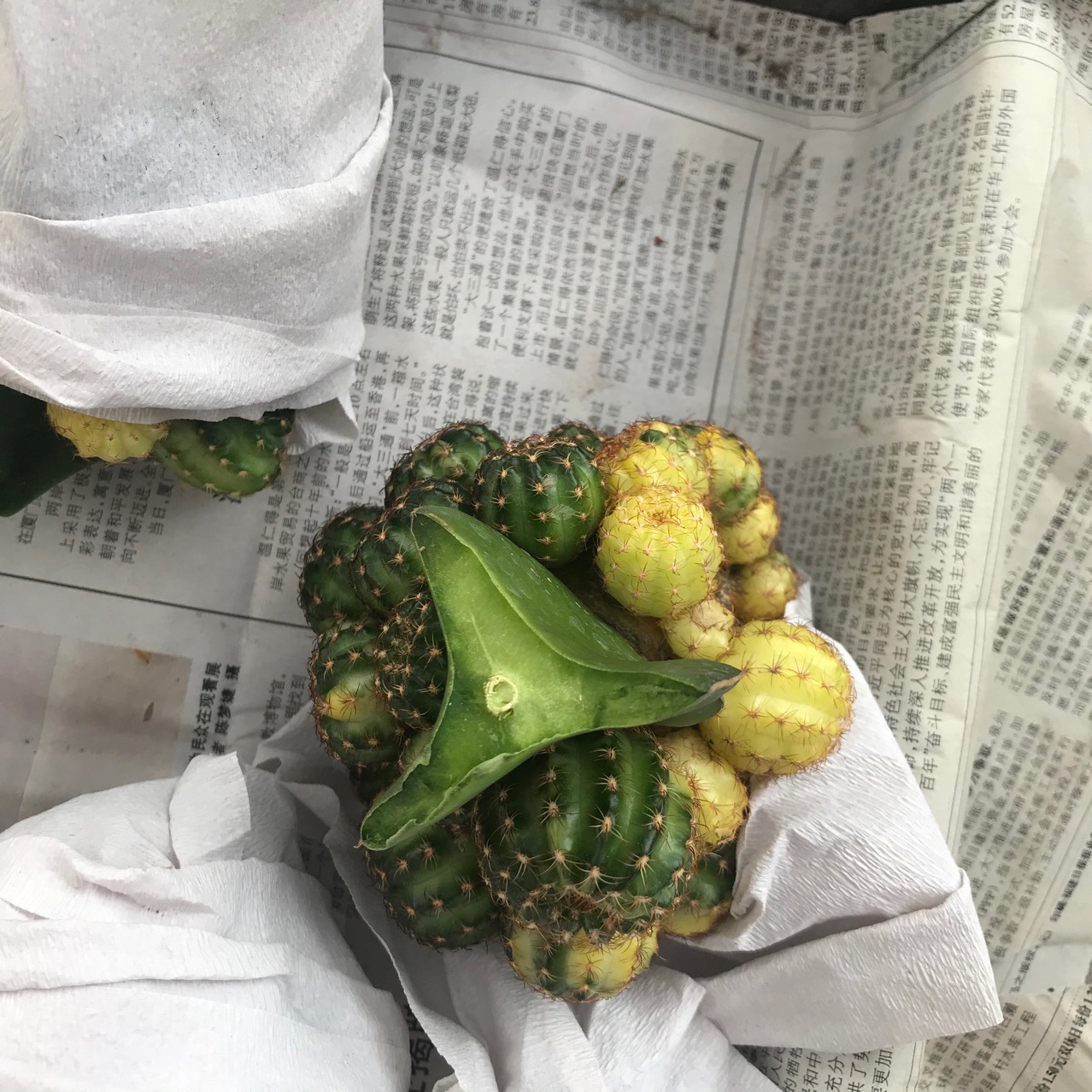 办公桌盆栽条纹带盆栽好绿植现砍仙人球黄仙玉锦,无根仙人球