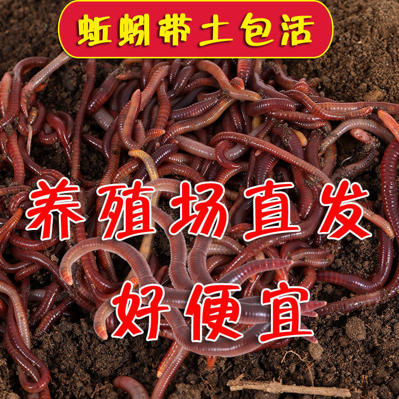 蚯蚓活饵种苗大号特大钓鱼垂钓鲫鱼散装红虫活体盒装鲜活鱼饵包邮