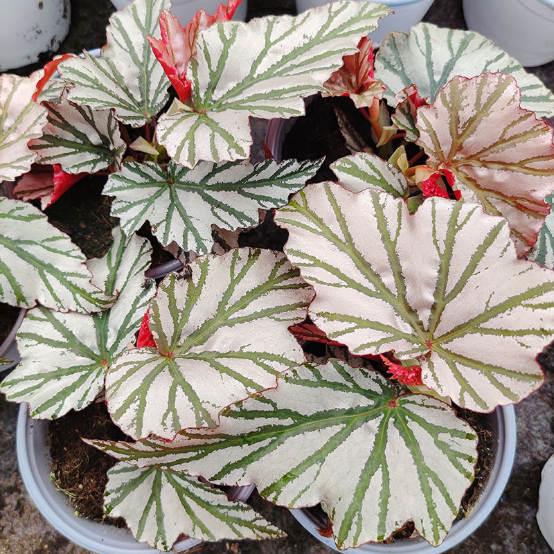 海威秋海棠花卉直批办公室植物绿植盆栽鲜花批发花棚自产自销伴兮