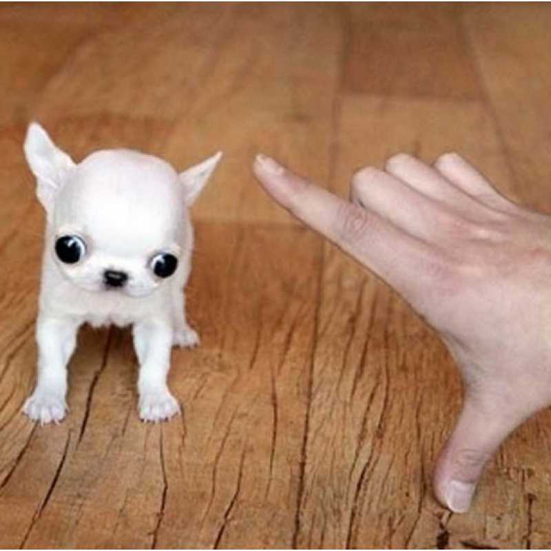 宠物吉娃娃狗