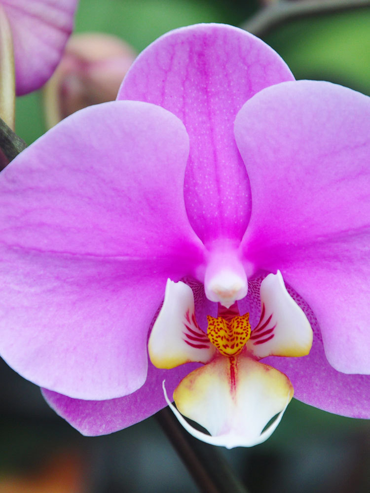 港谷安娜蝴蝶兰花带花苞盆栽绿植花苗观花植物室内紫色系大花苗家