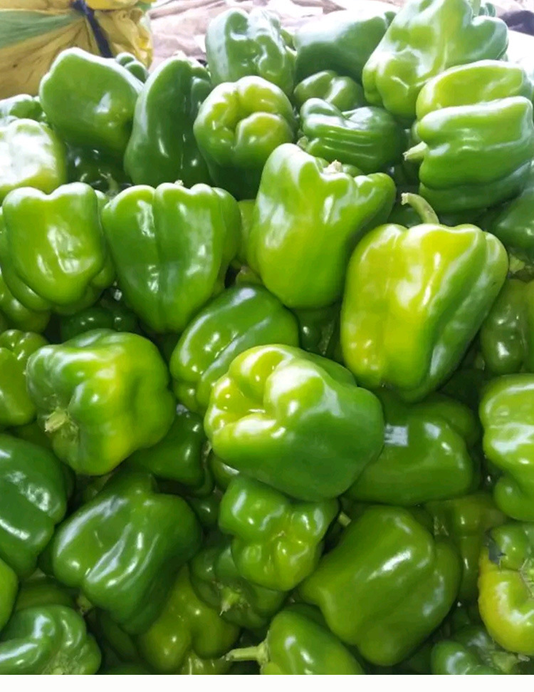 甜脆大椒青椒种子菜椒甜椒籽产量高大果肉厚甜脆灯笼椒菜椒蔬菜