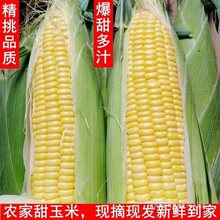 现摘新鲜水果玉米脆甜3斤/5斤多规格水果黄玉米蔬菜玉米