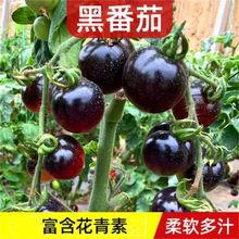 黑番茄种子四季黑珍珠西红柿圣女果种苗种籽盆栽阳台蔬菜种孑大全