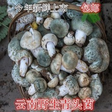 青头菌干货木蘑菇梨菇云南野生菌新鲜青头产地直销松树菌包邮新货