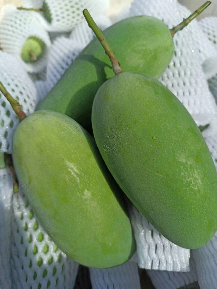 攀妍2号芒果攀枝花特色新鲜当季水果攀育二号大椰香青芒现摘现发