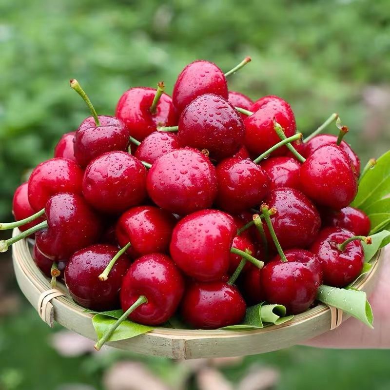 5斤包邮大樱桃当季现摘新鲜红灯美早先锋孕妇水果车厘子 预售