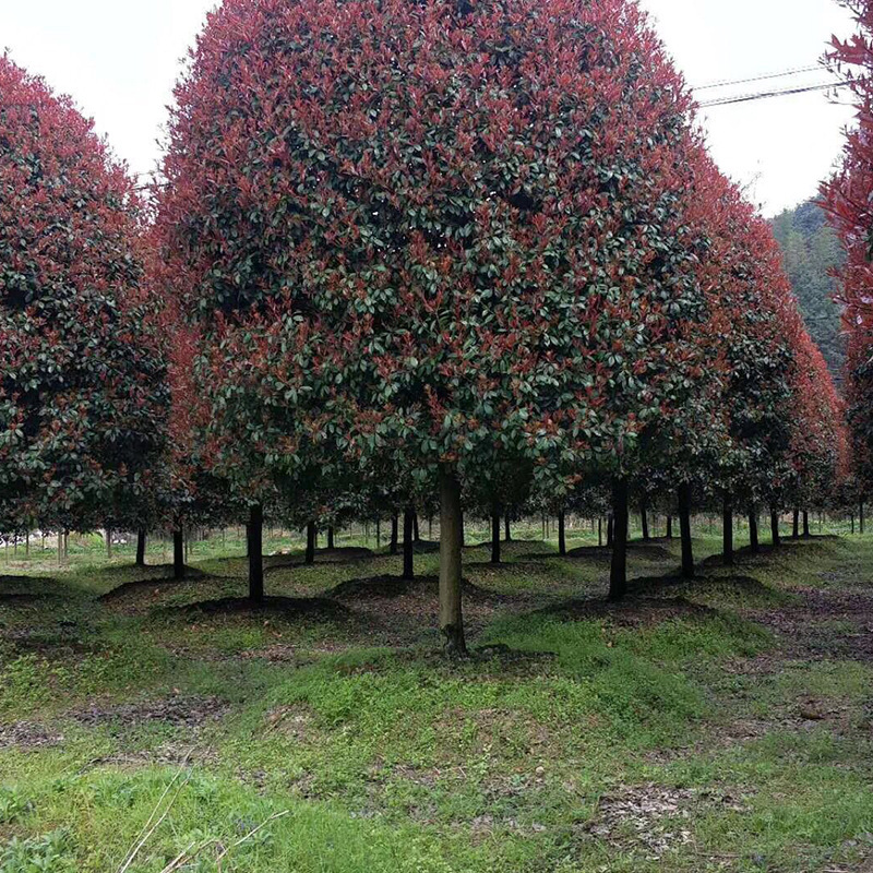 苗木基地批发 高分枝高杆石楠球 高杆红叶石楠 石楠树 3-20公分粗