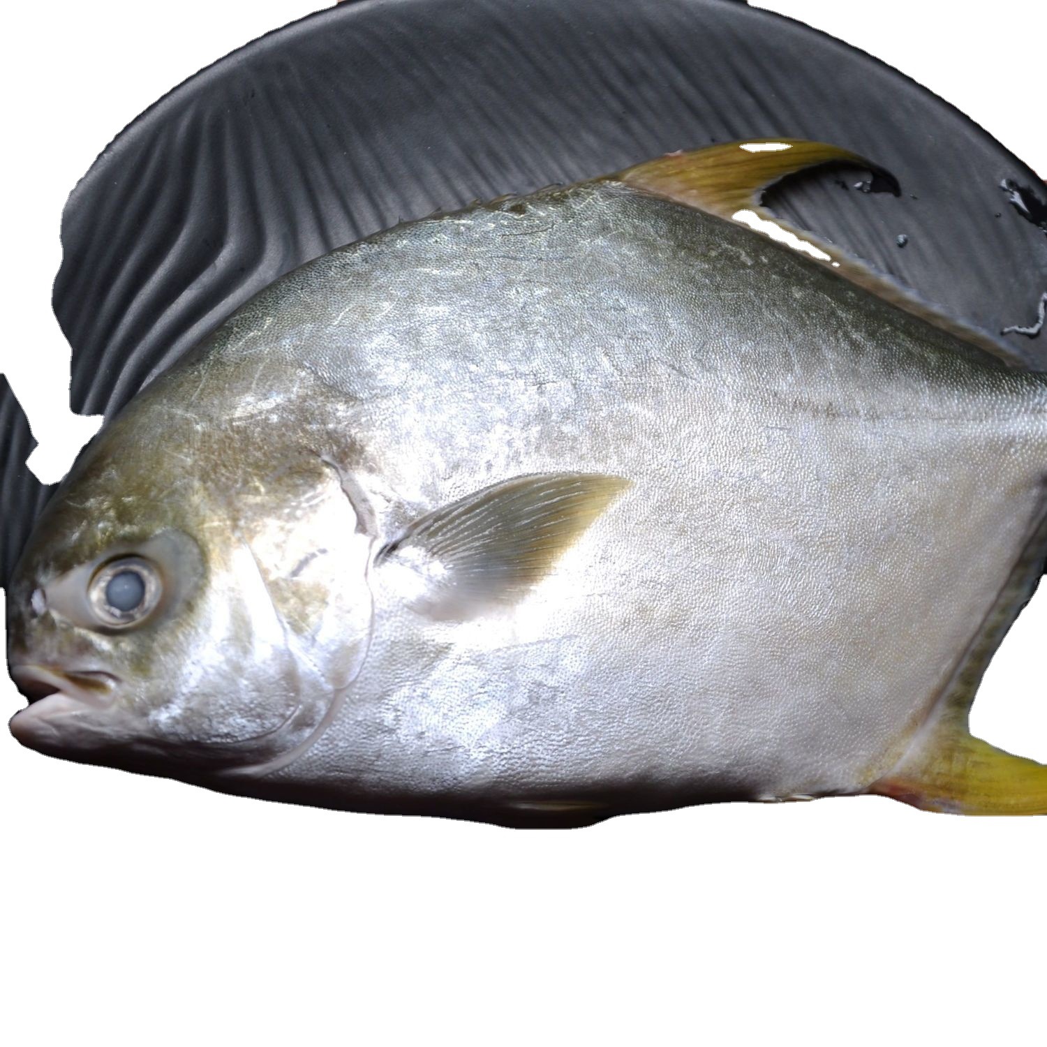 金鲳鱼冷冻海鲜批发鱼冻鱼顺丰包邮