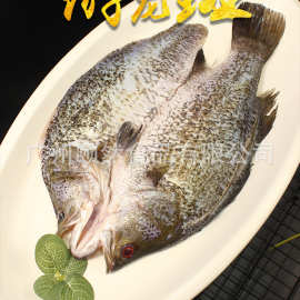 游龙斑500g左右 龙斑鱼金目鲈鱼 新鲜冷冻商用酒店饭店餐饮用食材