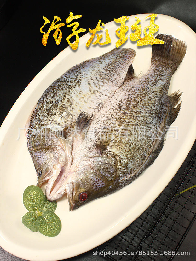 游龙斑500g左右 龙斑鱼金目鲈鱼 新鲜冷冻商用酒店饭店餐饮用食材