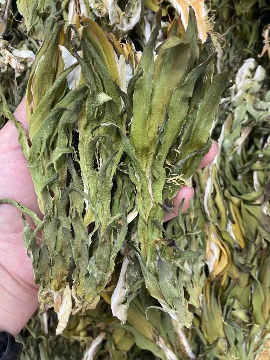 现货供应 新货霸王花 青绿剑花 干货药材批发 广东特产 煲汤料