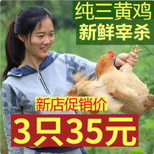 【爆卖】正宗三黄鸡农家散养土鸡新鲜活笨鸡柴鸡跑山鸡批发整鸡