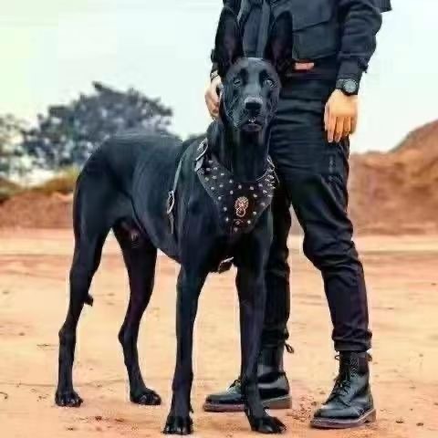 活体纯种中华黑狼犬大型的护卫犬正宗大骨架黑狼犬看家护院高智商