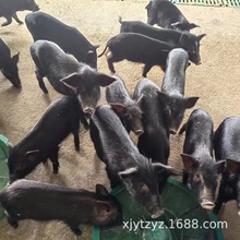 正规藏香猪养殖场 各阶段藏香猪猪苗活体 繁殖母猪 育肥猪 商品猪
