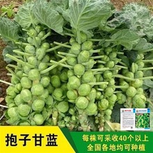 进口小包菜特色抱子甘蓝包心菜种高产四季盆栽大田蔬菜种籽苗